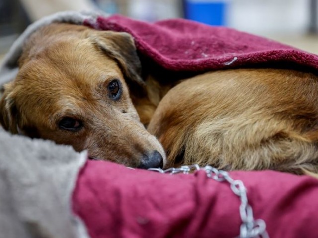 Ellos tambin sienten fro: cmo cuidar a los animales
