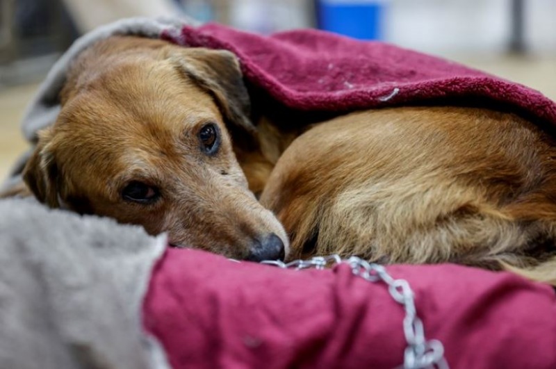 Ellos tambin sienten fro: cmo cuidar a los animales