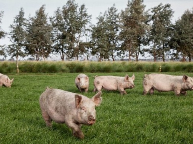 Se registraron tres brotes de triquinosis, uno en Azul