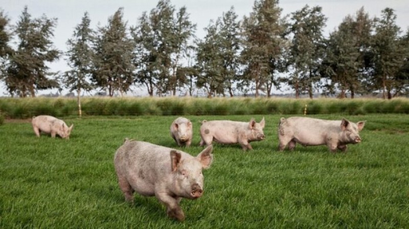 Se registraron tres brotes de triquinosis, uno en Azul