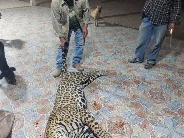 Histrico: prisin efectiva a los cazadores del yaguaret