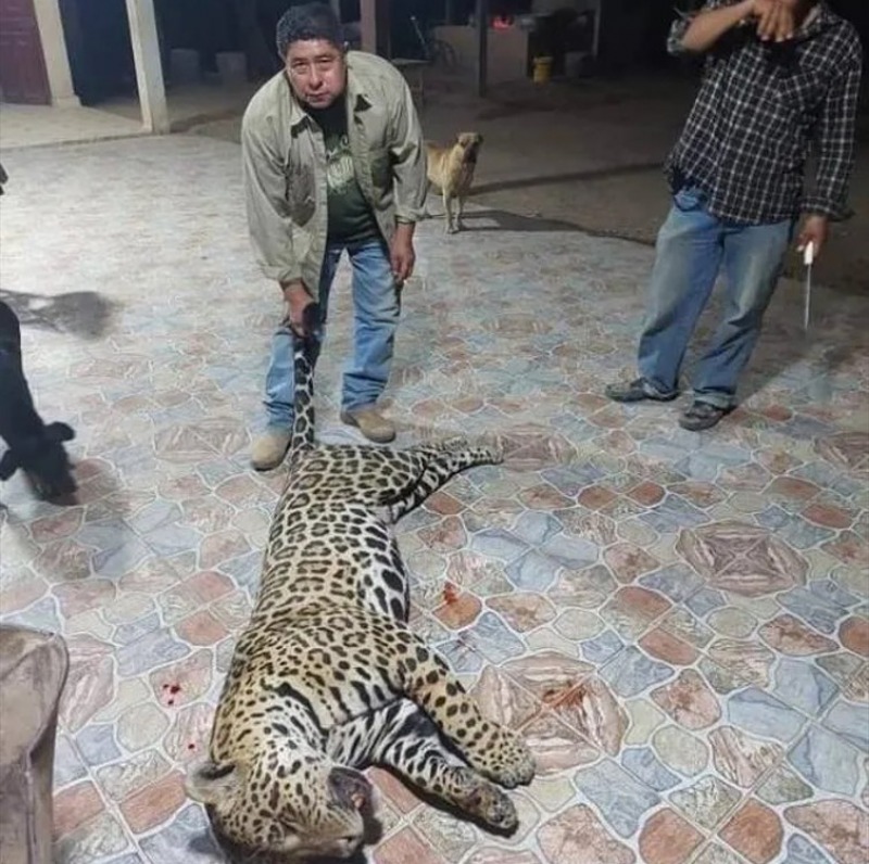 Histrico: prisin efectiva a los cazadores del yaguaret