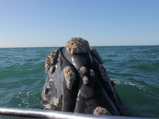 Nunca en la historia se vieron tantas ballenas en Mar del Plata