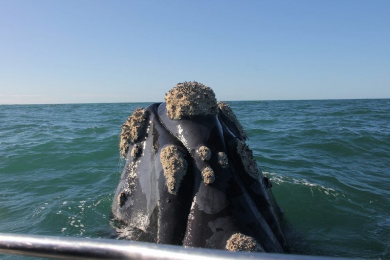 Nunca en la historia se vieron tantas ballenas en Mar del Plata