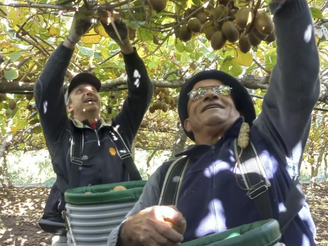 El kiwi, la fruta de moda, tambin se produce en Saladillo
