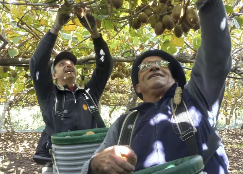 El kiwi, la fruta de moda, tambin se produce en Saladillo
