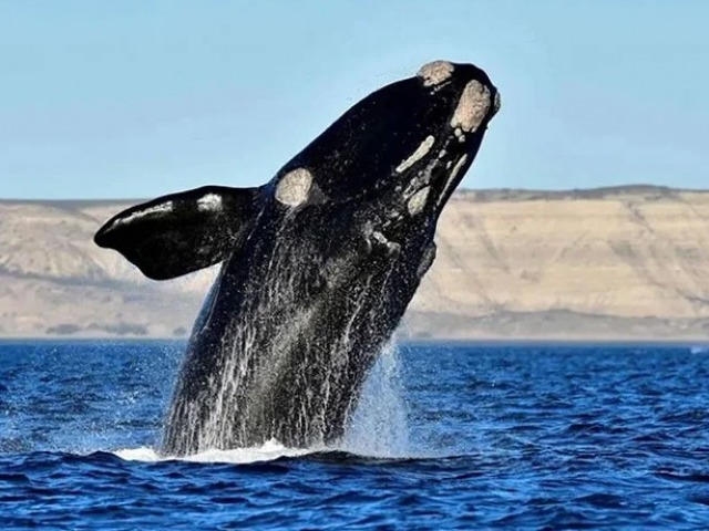 Rcord: ms de 2.100 ballenas llegaron a Pennsula Valds