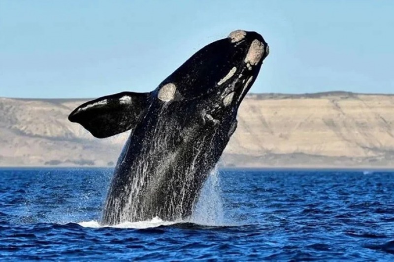Rcord: ms de 2.100 ballenas llegaron a Pennsula Valds