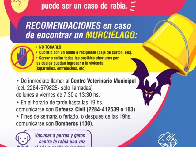 Murcilagos en la ciudad: prevencin y cuidados