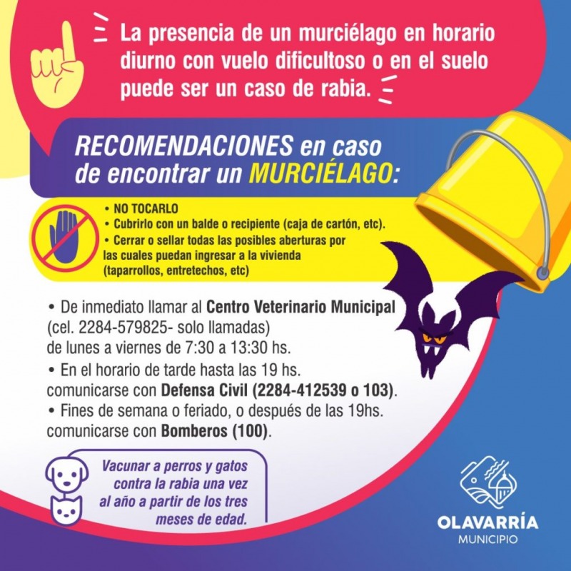 Murcilagos en la ciudad: prevencin y cuidados