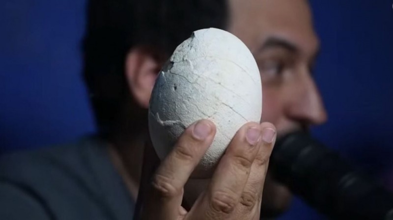 El huevo de dinosaurio mejor conservado del mundo