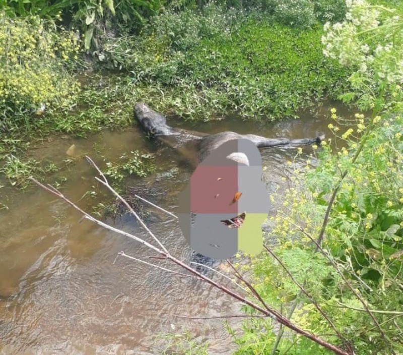 Crueldad animal: faenaron un caballo y lo arrojaron al arroyo