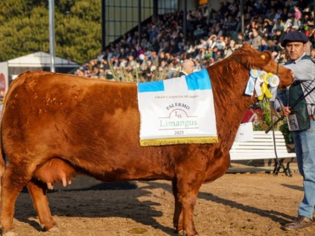 Un ejemplar de La Elisa, la mejor de Sudamrica