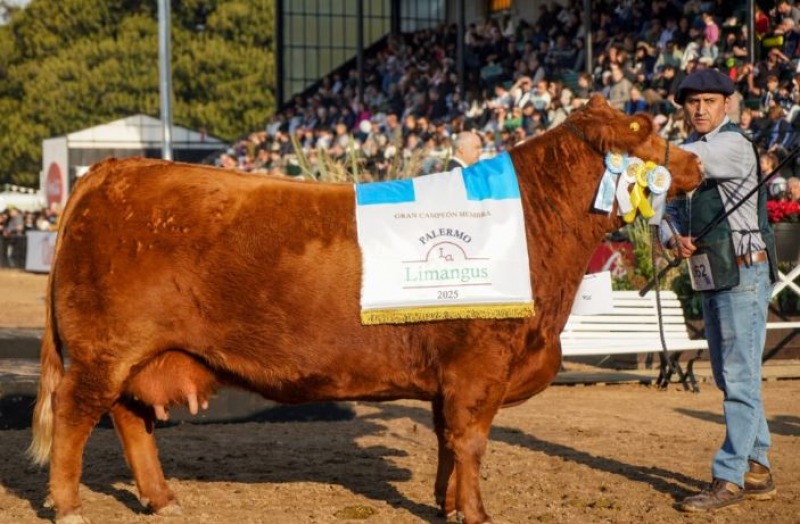 Un ejemplar de La Elisa, la mejor de Sudamrica
