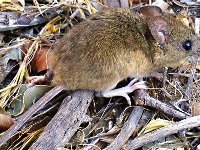 Hantavirus: los casos subieron un 17%, con una letalidad del 39%