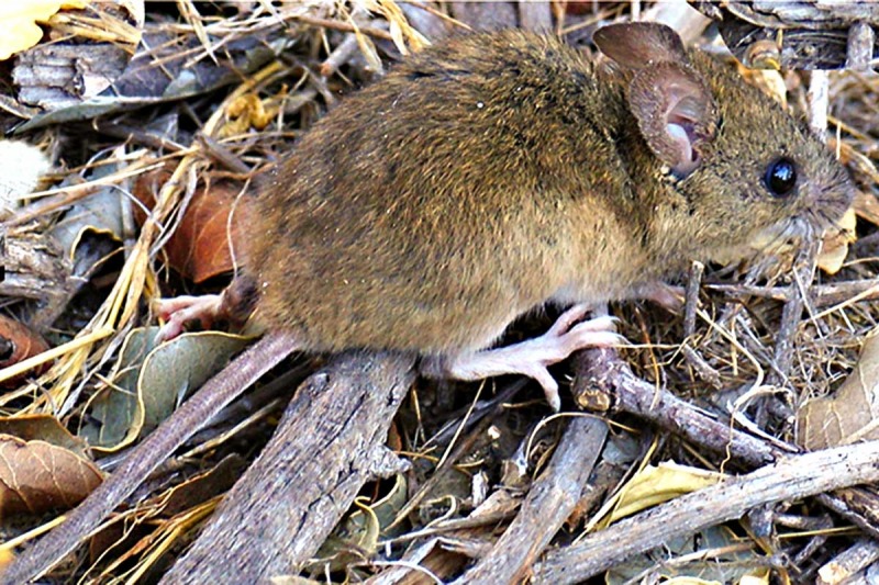 Hantavirus: los casos subieron un 17%, con una letalidad del 39%