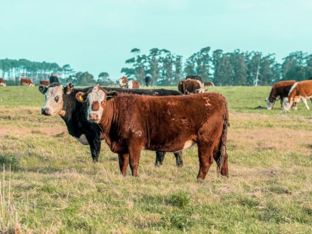 Denunciaron importante robo de ganado en pie