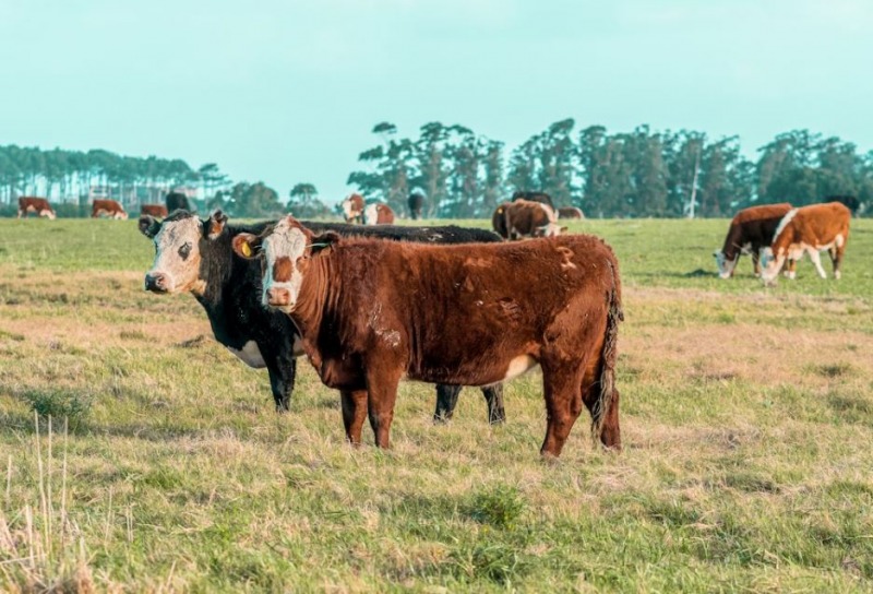 Denunciaron importante robo de ganado en pie