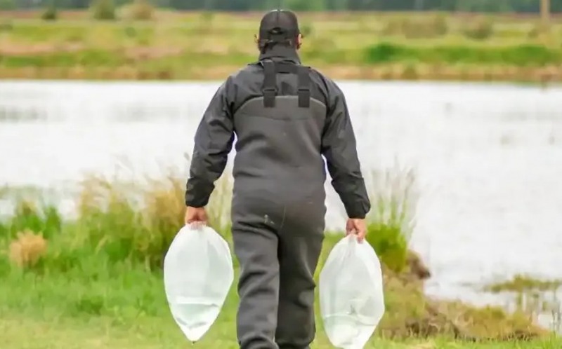 La laguna Blanca Grande recibi� 70 mil alevinos de pejerrey