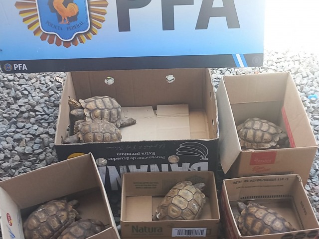 Fauna silvestre: una detenida por comercializaci�n