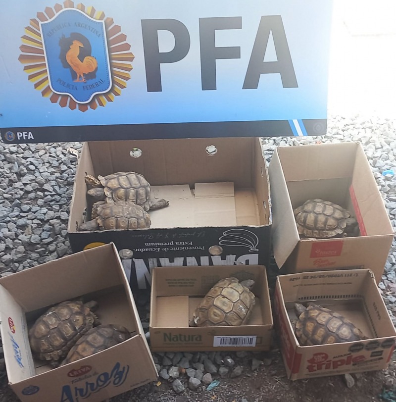 Detenida por comercializaci�n de fauna silvestre