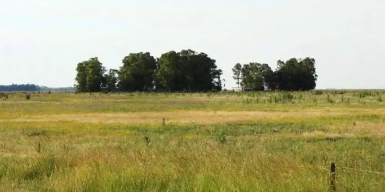 En Olavarr�a, 25 mil hect�reas est�n en manos extranjeras