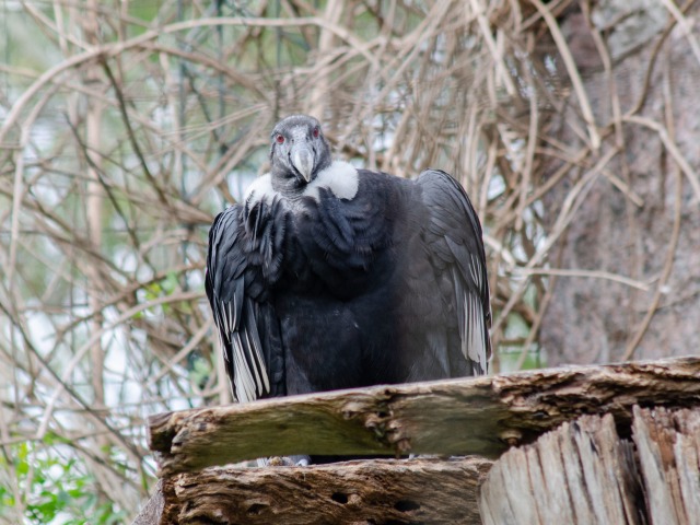 �Olavarr�a cuna de c�ndores�: Wamani inici� su liberaci�n