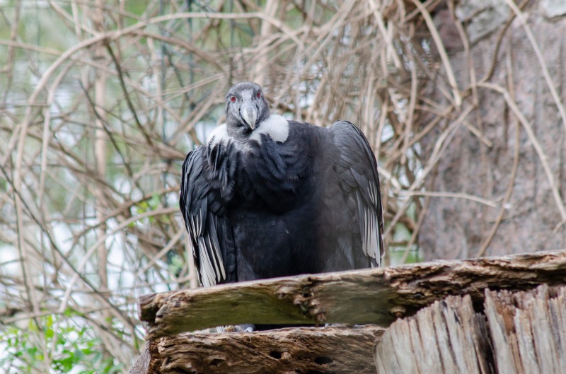 �Olavarr�a cuna de c�ndores�: Wamani inici� su liberaci�n