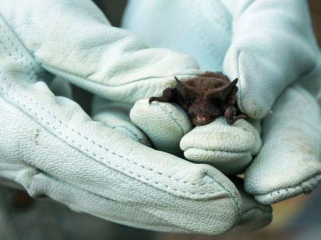 Operativo de bloqueo antirr�bico en zona c�ntrica