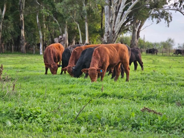 Mejora la ecuaci�n y vuelve el inter�s por sembrar pasto