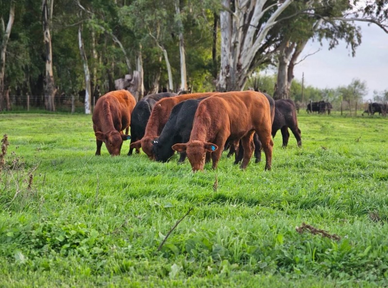 Mejora la ecuaci�n y vuelve el inter�s por sembrar pasto
