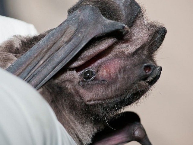 Otro bloqueo por un positivo de rabia en un murci�lago