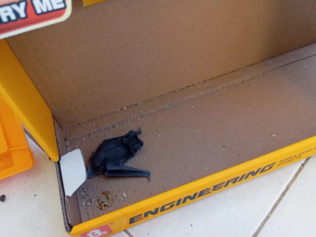 Alerta en Tandil: un ni�o estuvo en contacto con un murci�lago