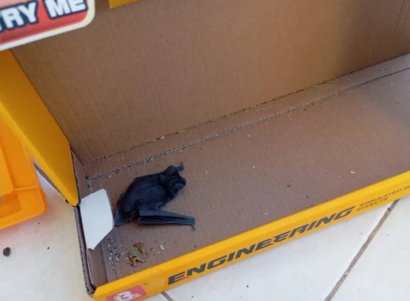 Alerta en Tandil: un ni�o estuvo en contacto con un murci�lago