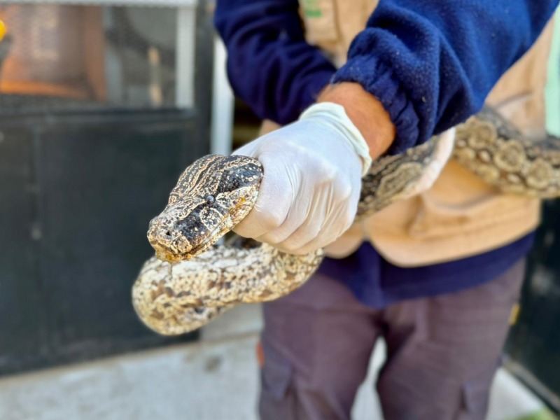 La M�xima entreg� una boa lampalagua a Fundaci�n Temaik�n