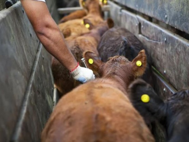 Aftosa: liberan la elecci�n del veterinario para la vacunaci�n