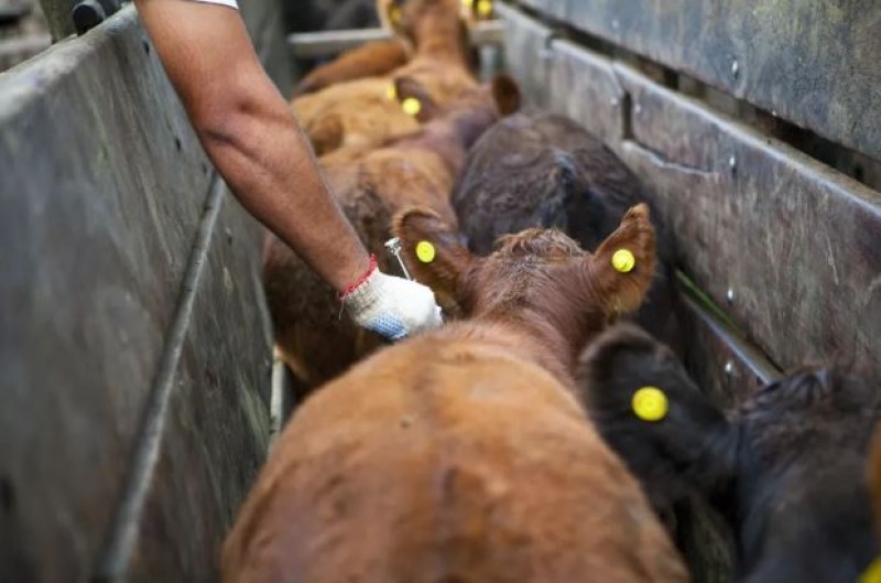 Aftosa: liberan la elecci�n del veterinario para la vacunaci�n