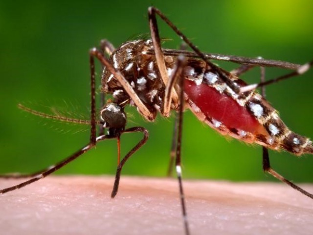 Profesionales colombianos dar�n una charla sobre el dengue