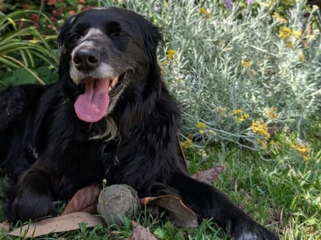 La Justicia reconoci� a los animales como �seres sintientes�