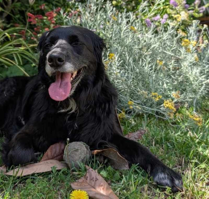 La Justicia reconoci� a los animales como �seres sintientes�