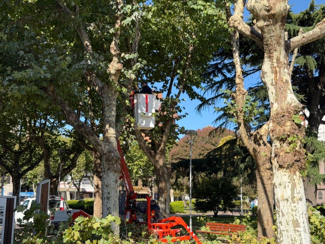 Poda en la plaza central �por razones de salubridad�