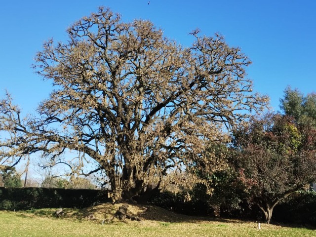 Un gigante al que nada le hace sombra