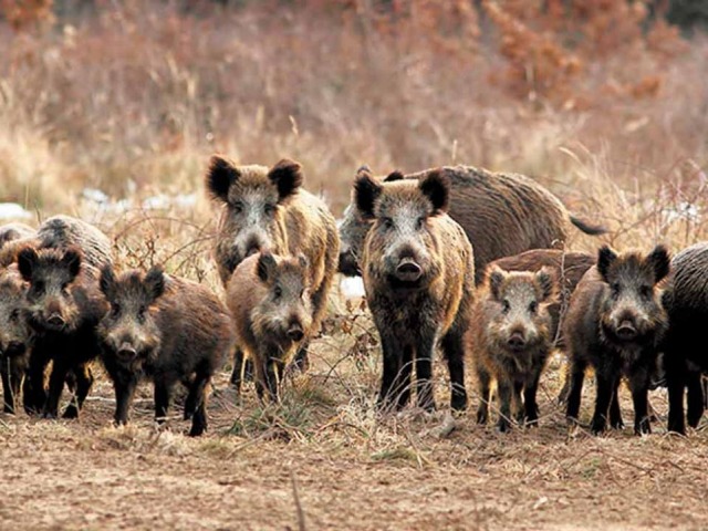 �Qui�n invertir�a en trampas si no hay mercado para la carne�
