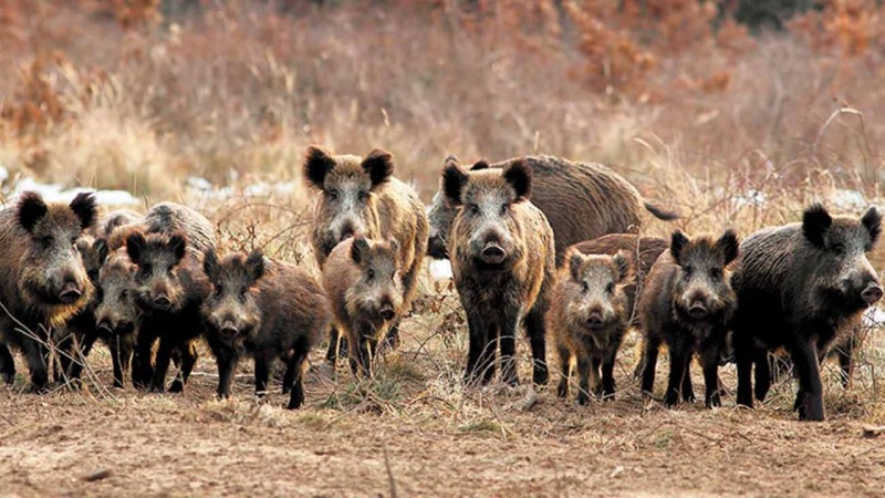�Qui�n invertir�a en trampas si no hay mercado para la carne�