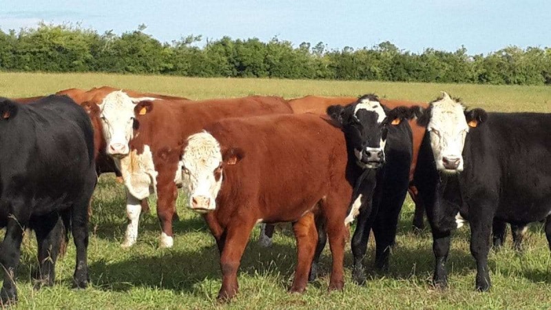 �De donde viene la carne que comemos?
